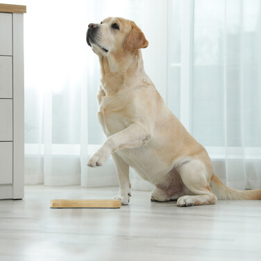 Relaxdays Intelligenzspielzeug für Hunde