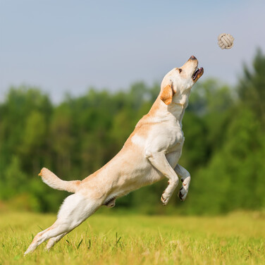Relaxdays Hundespielzeug Set 7-teilig